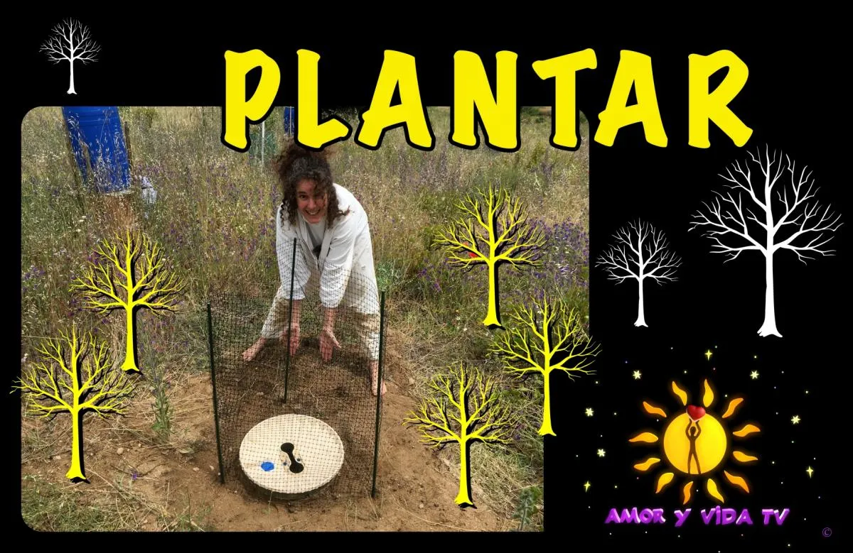Plantar árboles con waterboxx (Groasis - Accreviri)