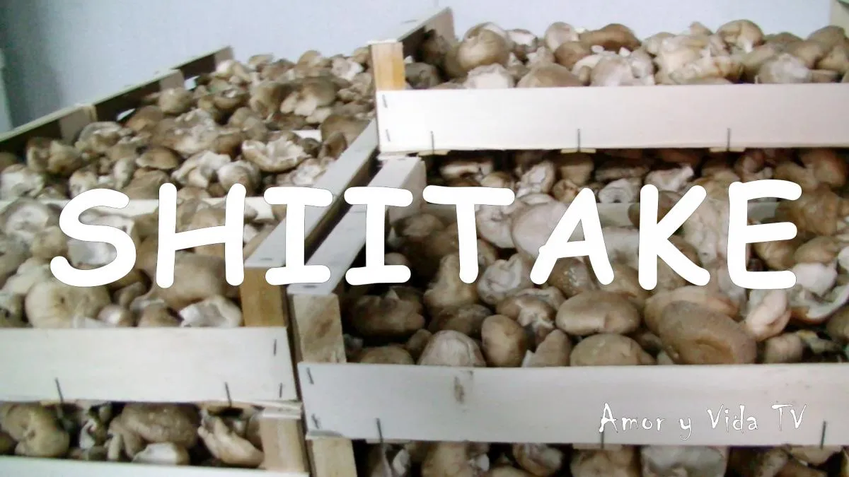 Shiitake
